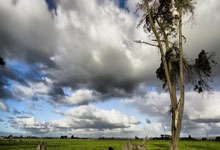 开云下载-阿尔希拉尔球迷现场助威，球队斗志昂扬