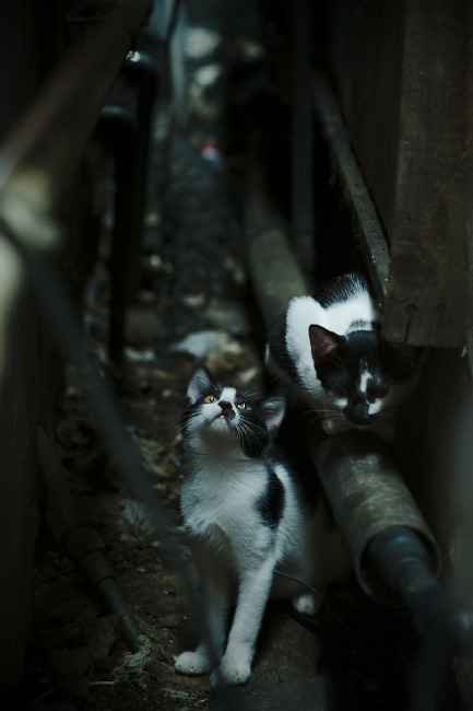 切特一杆教科书打懵绿军，勇士用团队篮球上演完胜新解