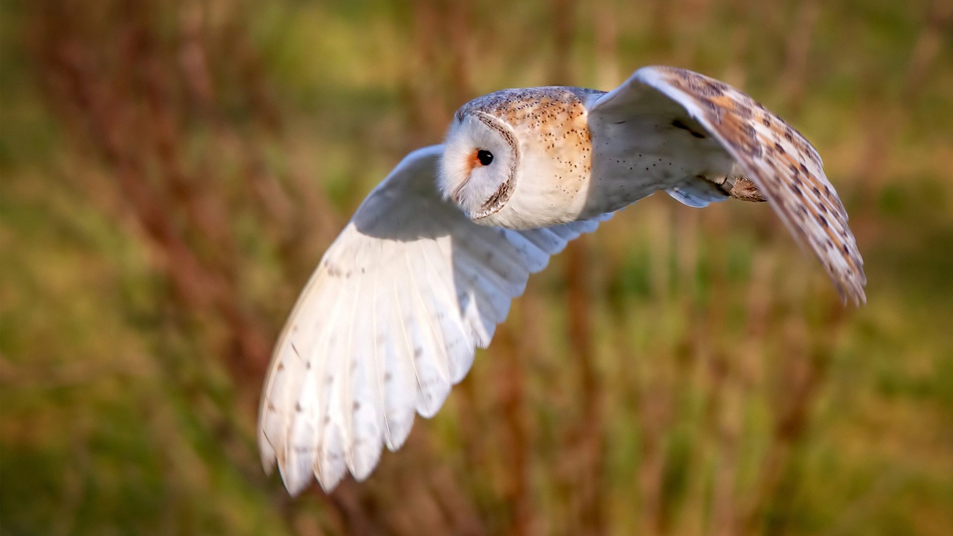 蓝色狂想终章，帕尔默一锤定音，切尔西强压多特蒙德加冕欧冠