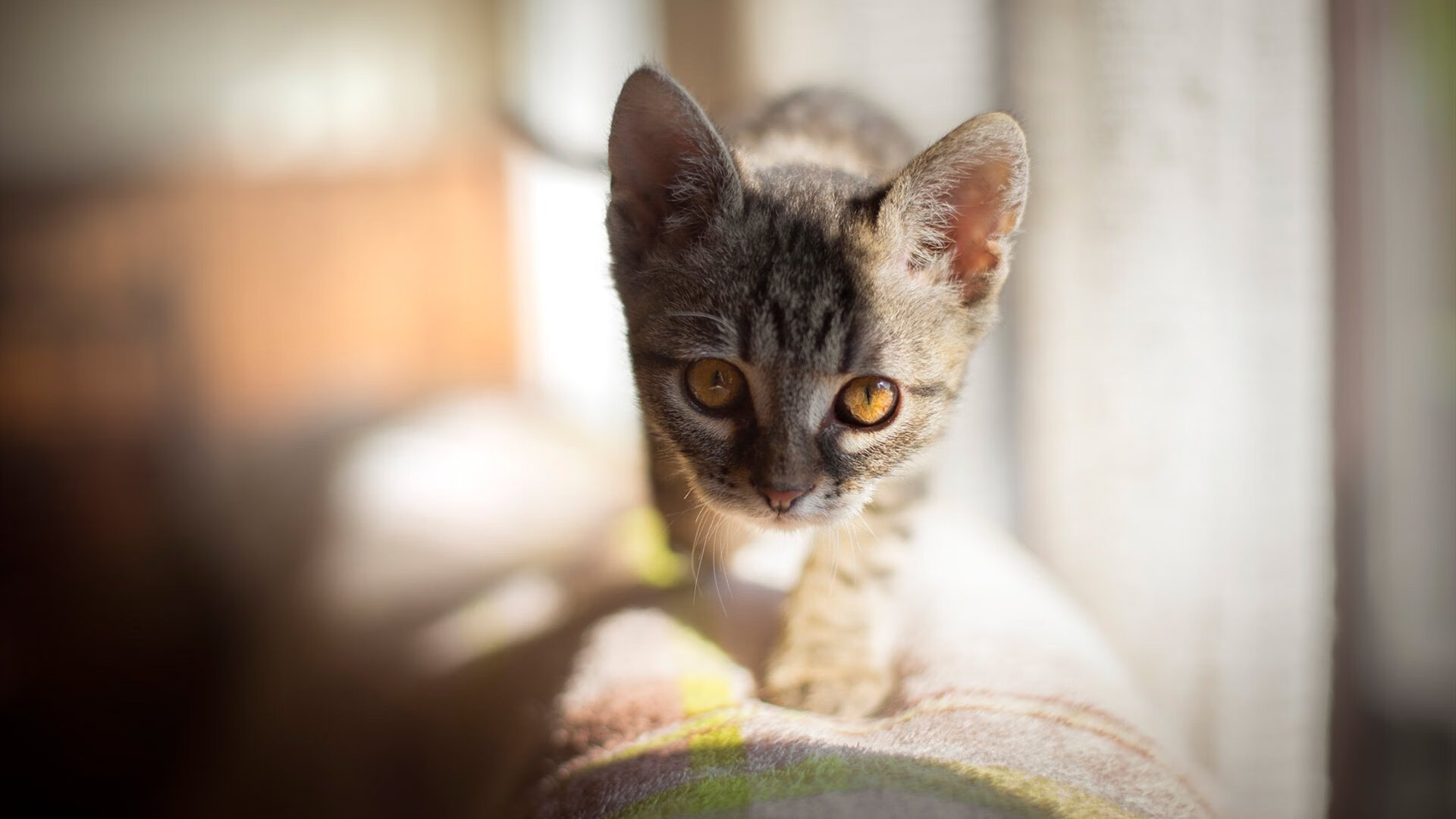 米兰铁骑碾过欧联,布鲁诺在摩纳哥的完美接管