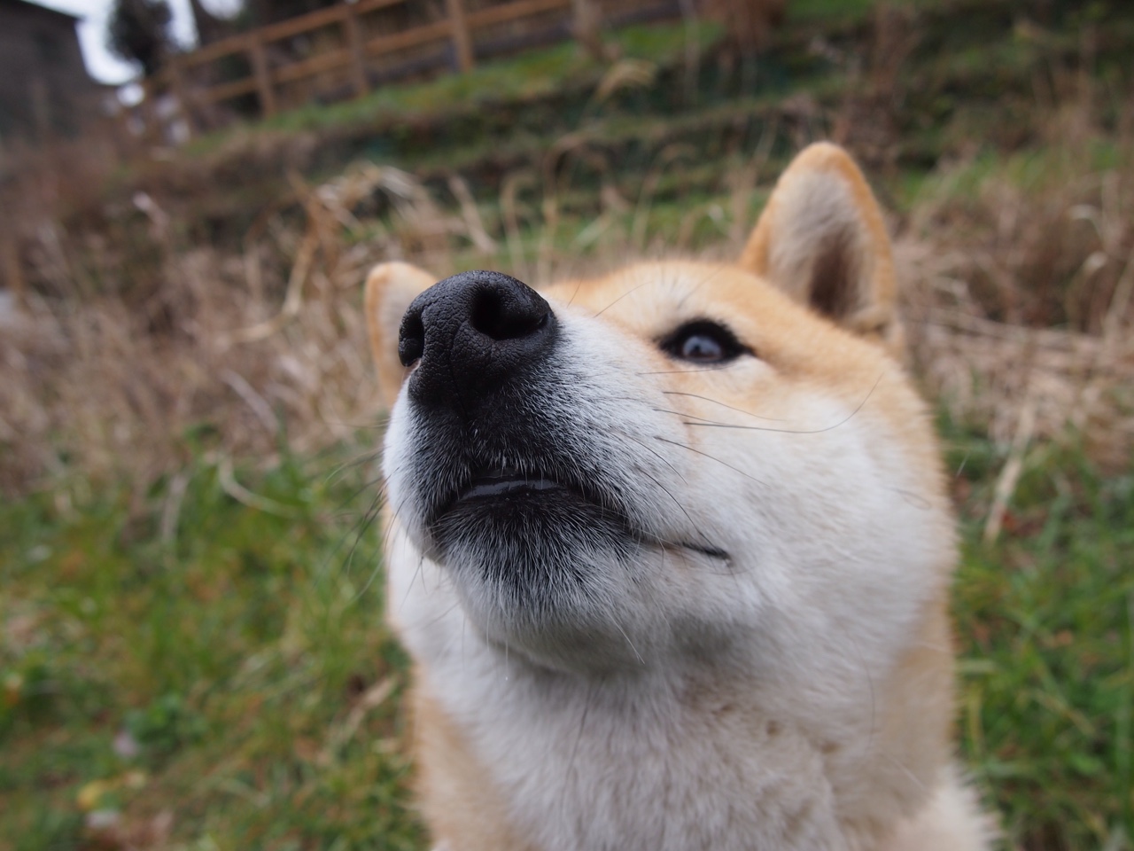 逆转的剧本，当北欧铁骑掀翻桑巴王朝，本泽马在寂静中完成加冕