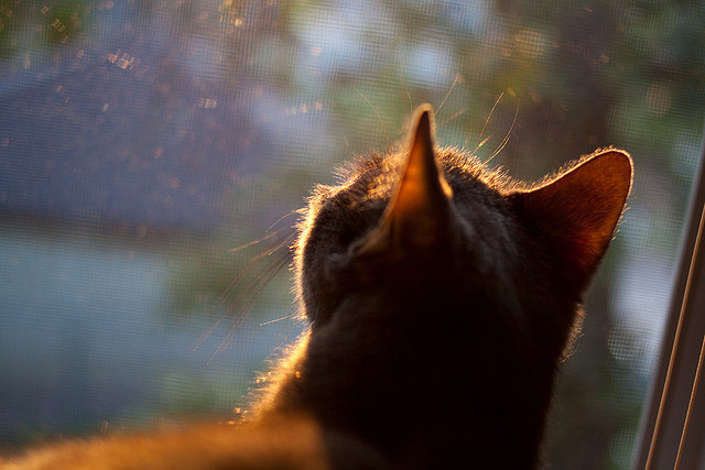 开云体育APP下载-铁血与华丽的对决，步行者如何碾碎湖人王朝梦？