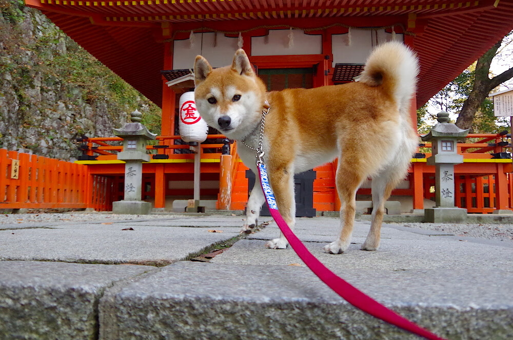 鹈鹕对阵76人,克莱·汤普森封神之夜,全场最佳无争议