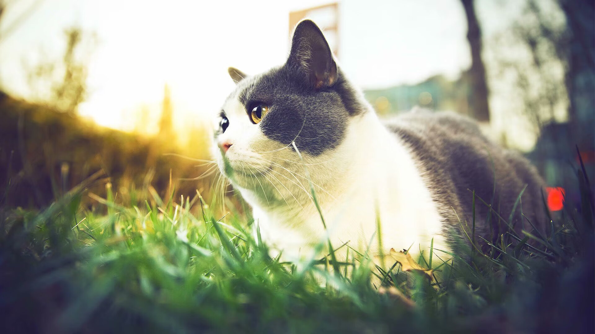 开云体育app-铁闸与利刃，戈麦斯在切尔西对阵美国之战中的全能统治