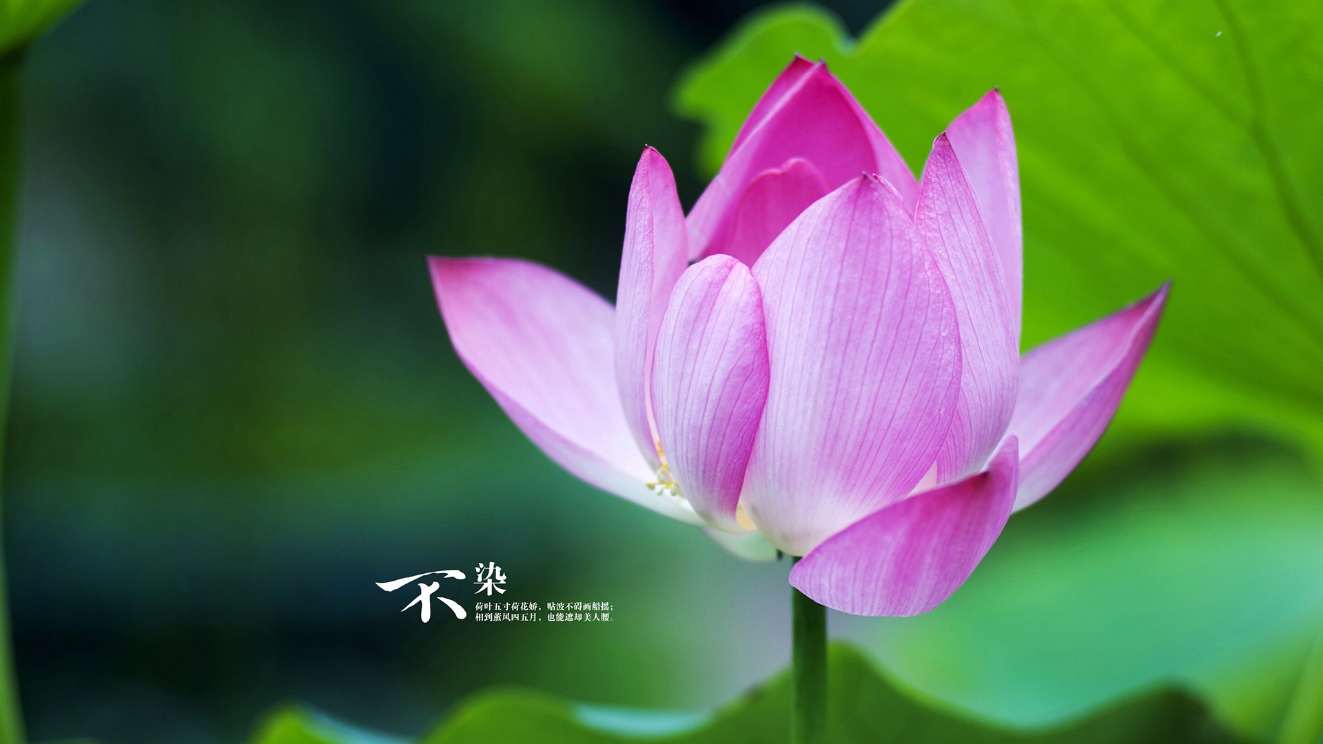 篮框的暗号，当欧冠之夜遇见拉文的存在感