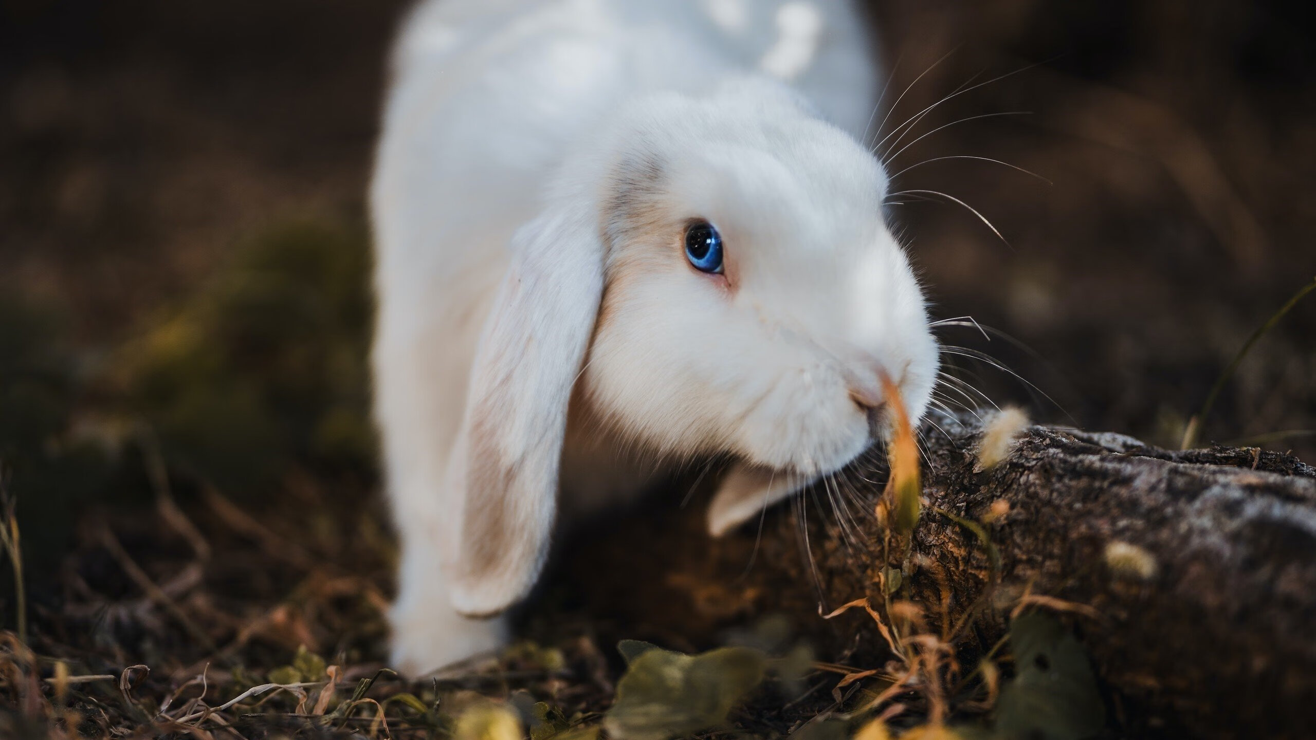 奥运大门前的试金石,开拓者横扫黄蜂,一场不能输的关键战