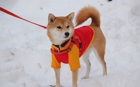 红蓝军团稳操胜券,莱奥破茧成蝶完成救赎之战