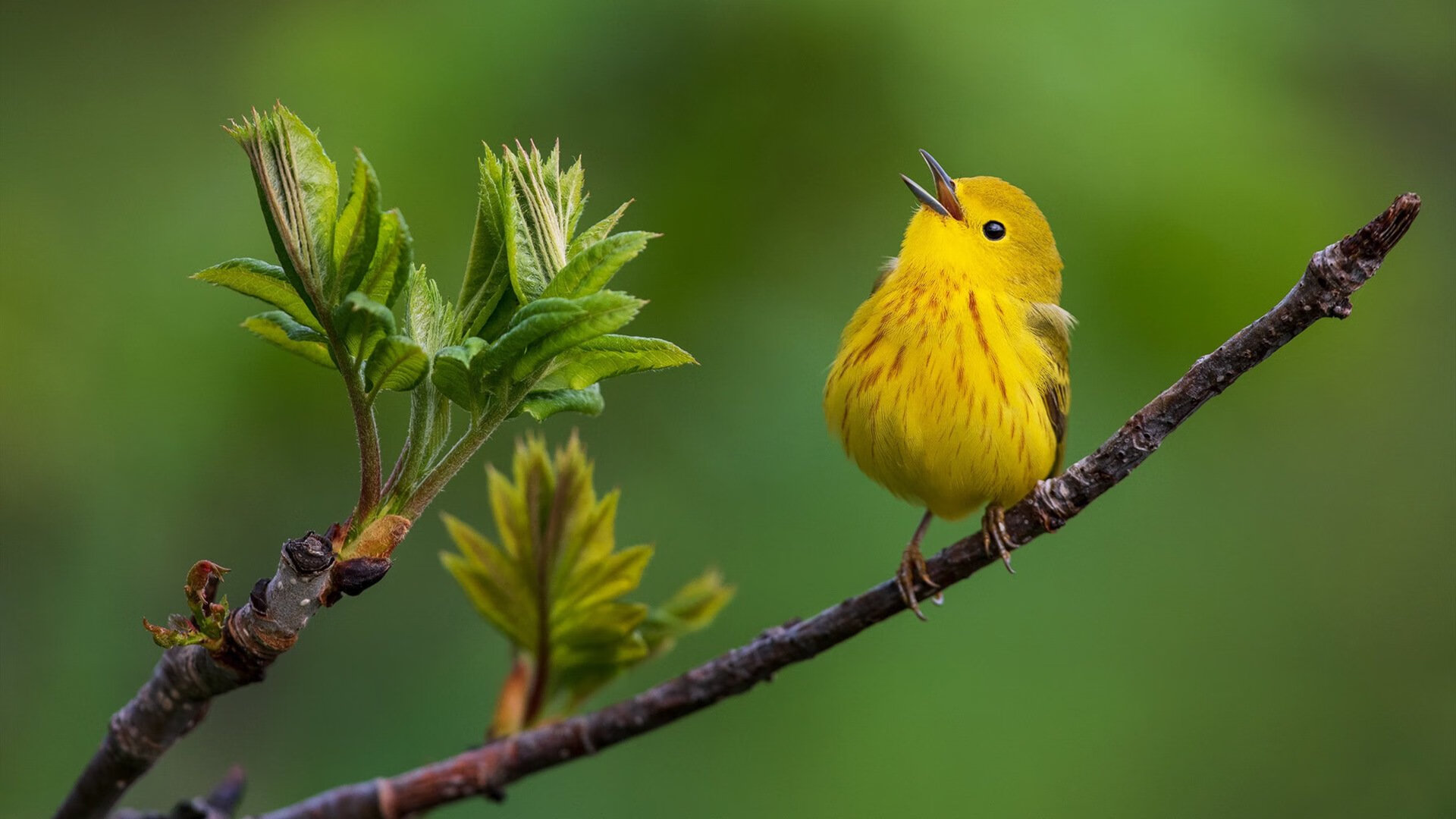 开云体育平台APP-贝恩全场焦点引爆激情，山西队淘汰76人写就传奇