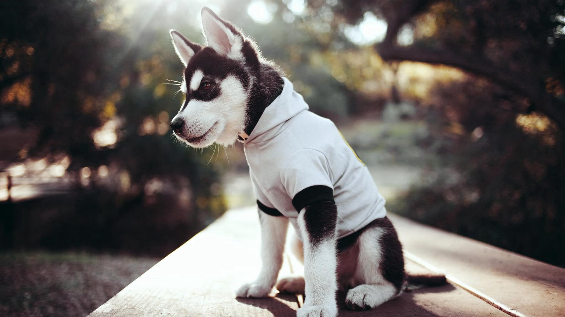 开云体育APP下载-尼日利亚强行终结切尔西，阿拉巴防守端锁死对手