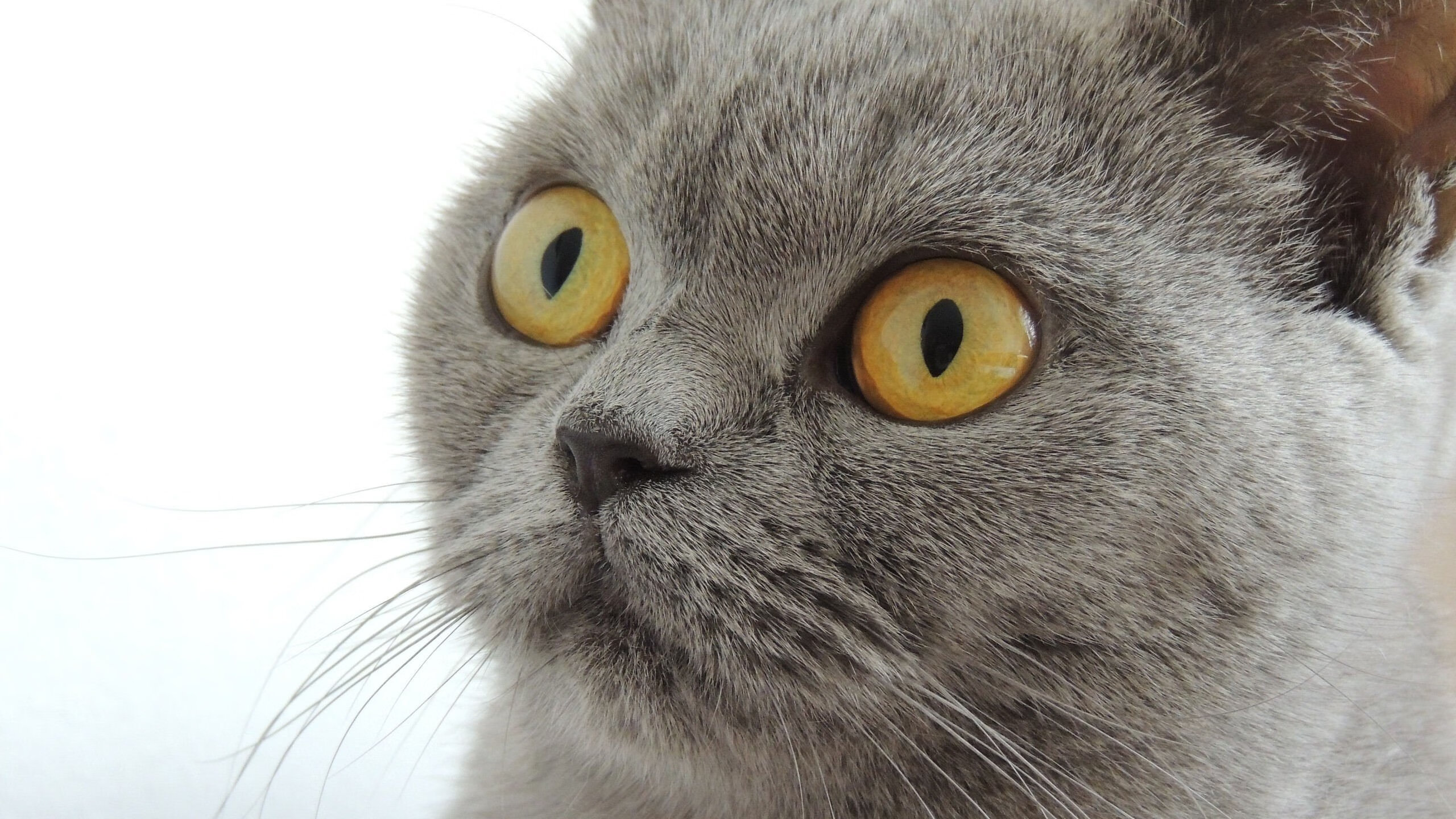 铁幕下的赛场，当美国封锁南非，金色右脚如何踢碎隔阂