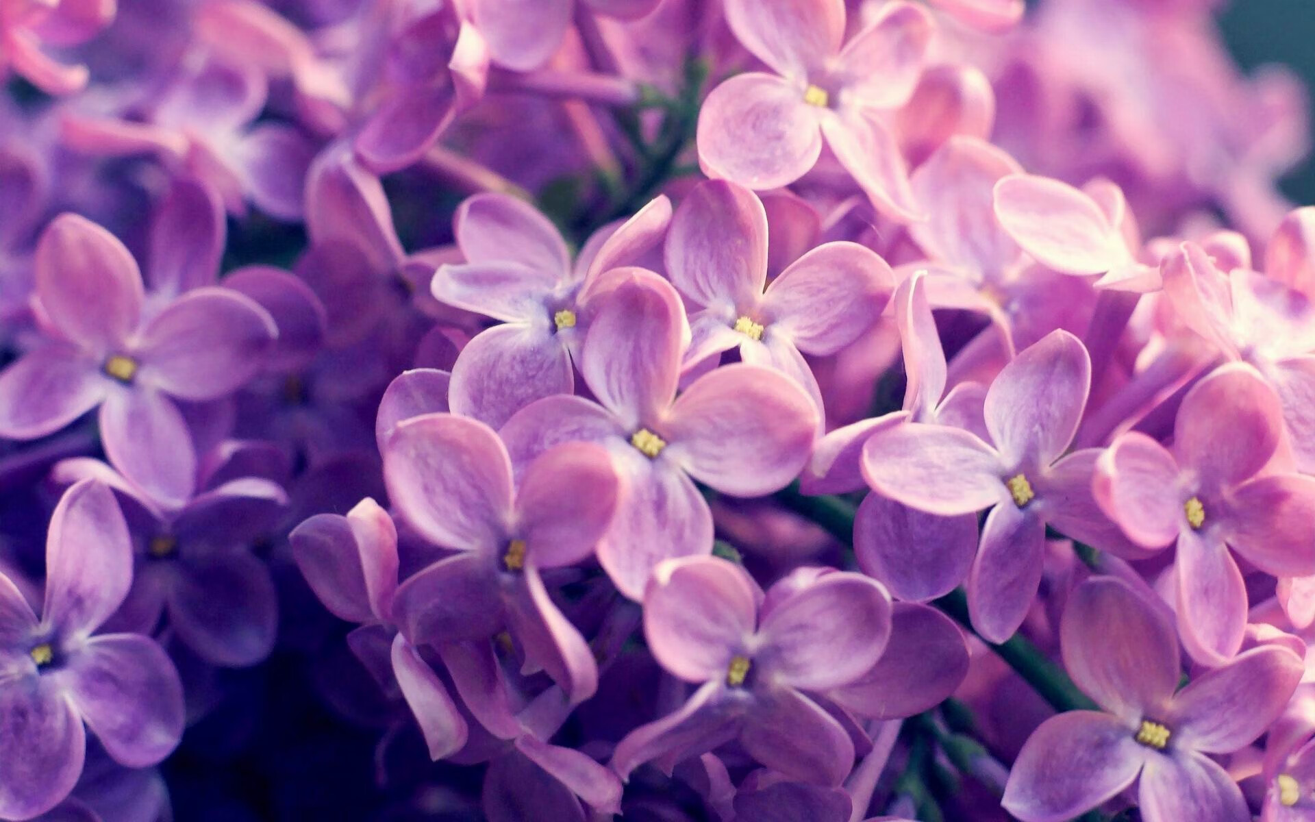 曼城制霸乌克兰,罗德里戈成关键先生,铸就欧战钢铁脊梁