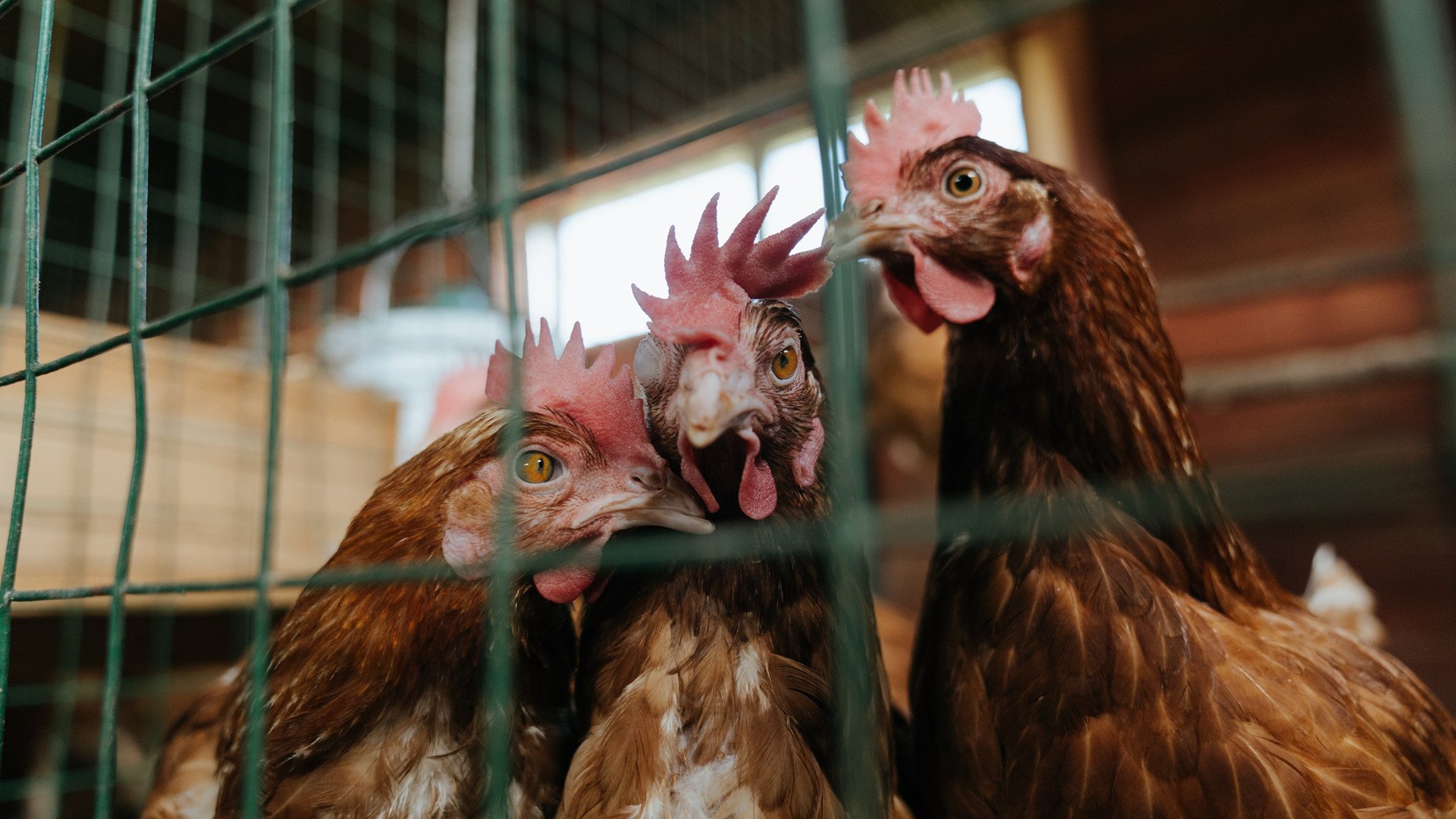 丹麦风暴席卷阿诺埃塔，巴西铁闸布雷默一锤定音