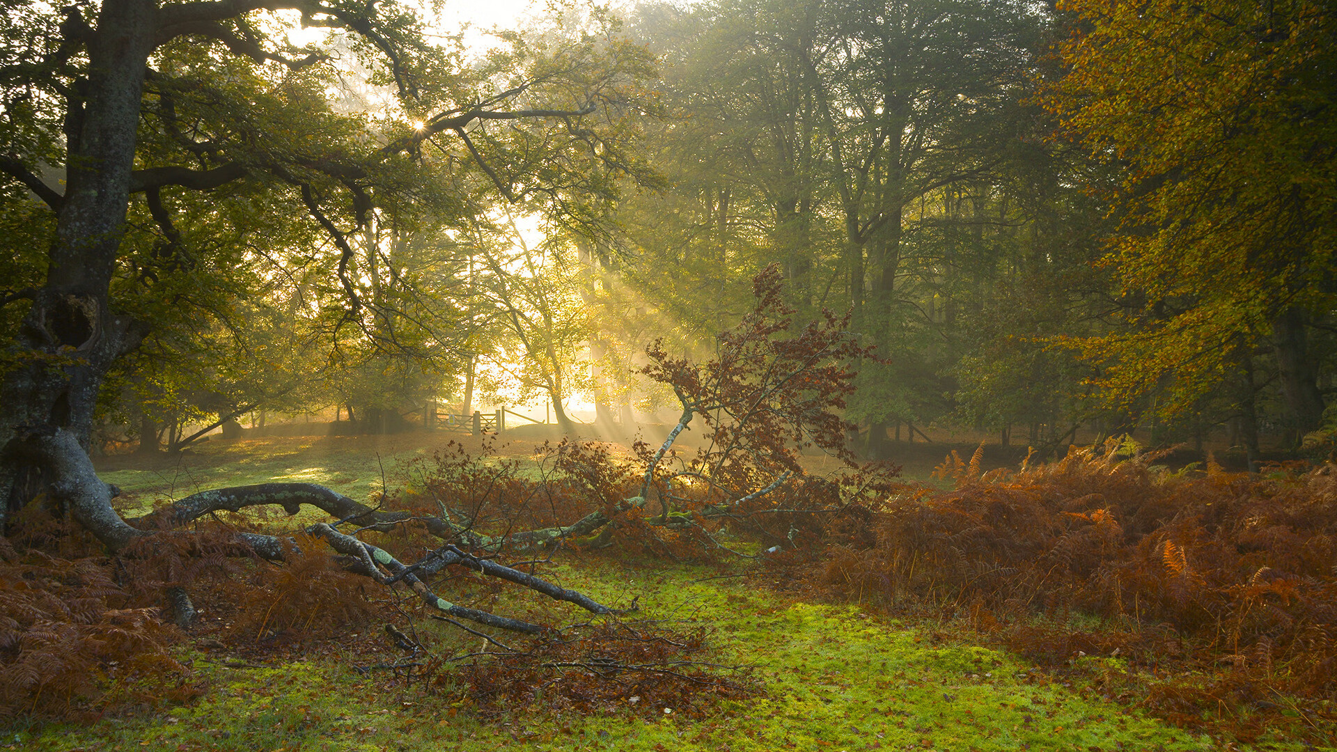 德甲争冠启示录,当几内亚式战术成为撕裂巴萨铁幕的利刃