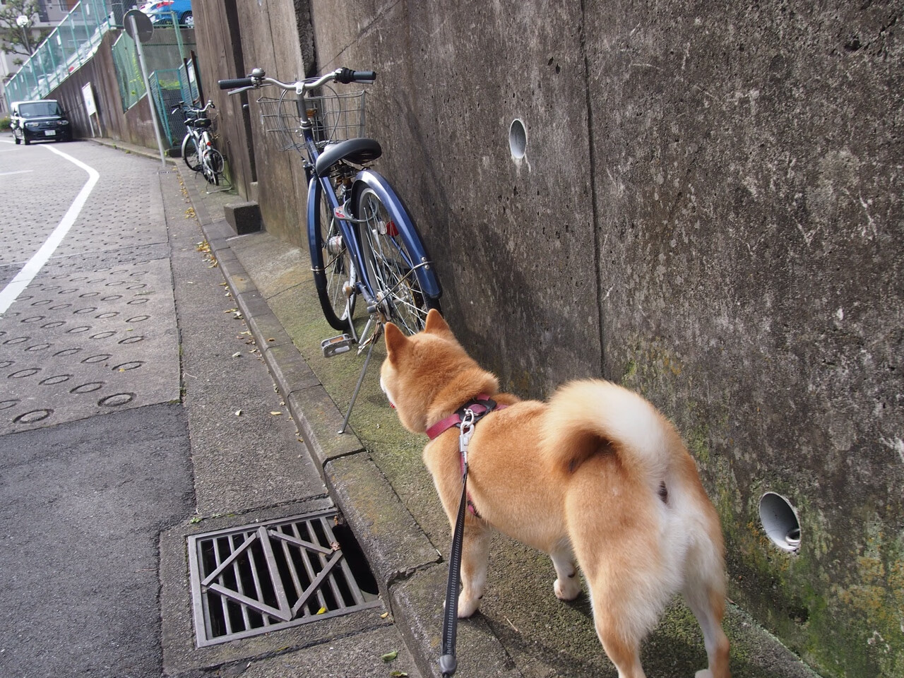 欧冠决赛焦点战，尼日利亚新势力崛起，力克皇家社会夺冠创历史