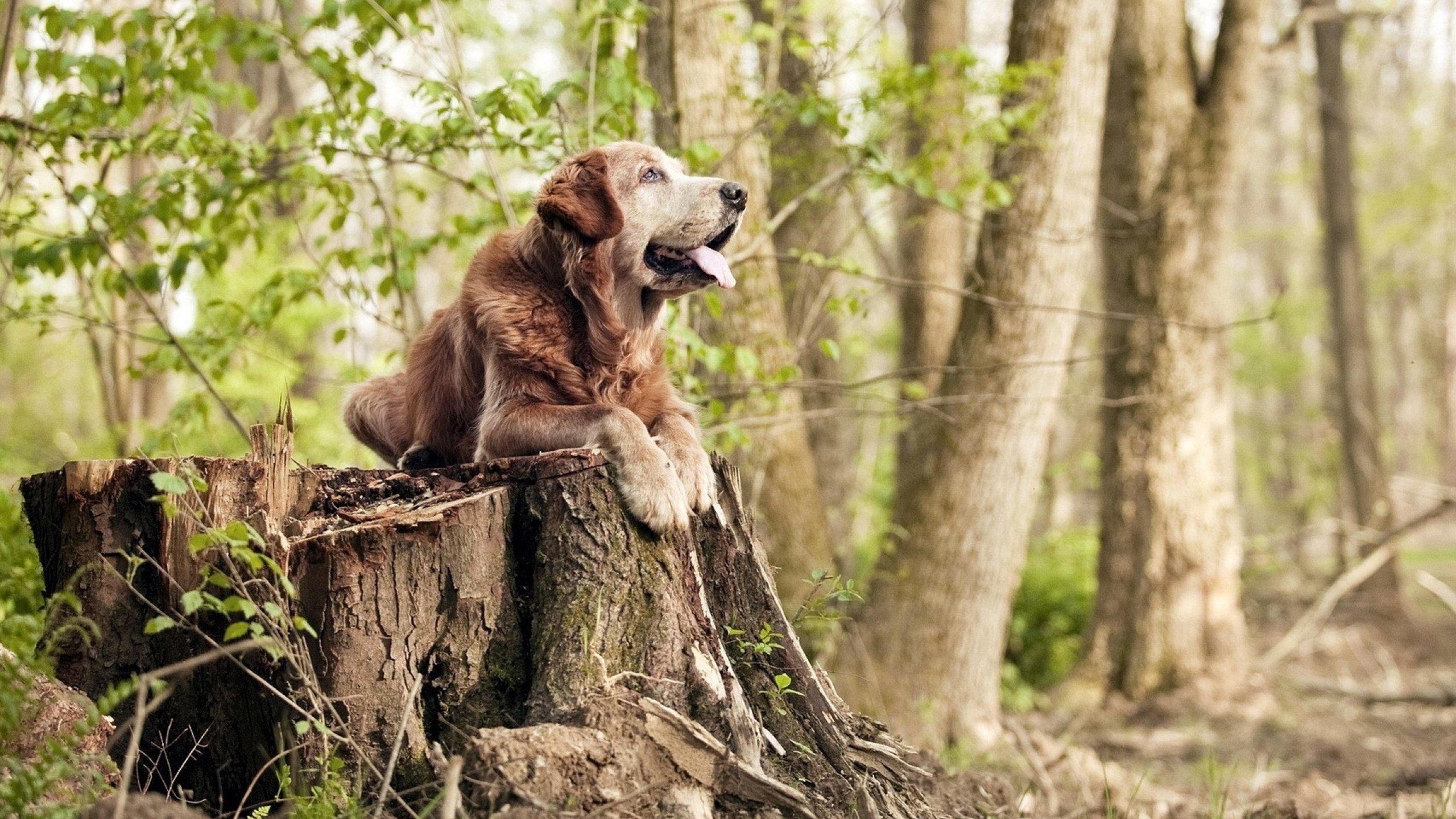 蓝色防波堤与桑巴英雄,当法比尼奥成为窒息交响乐的指挥家